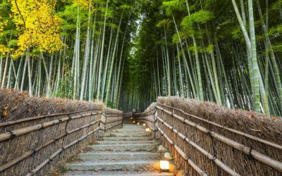 Cementerio biodegradable y natural: ¿en qué consiste?