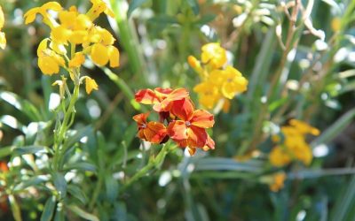 Conociendo flores: alhelí