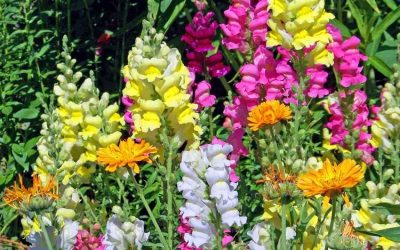 Conociendo flores: antirrino