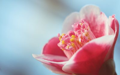 Conociendo flores: camelias