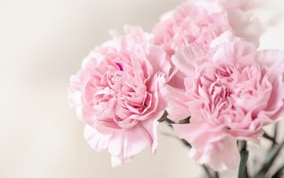 Conociendo flores: clavel