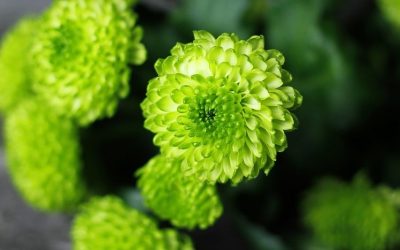 ¿Por qué todas las coronas llevan color verde?