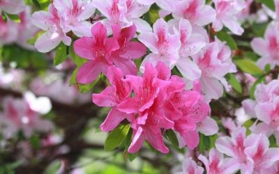 Conociendo flores: azalea