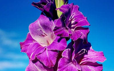 Conociendo flores: gladiolos