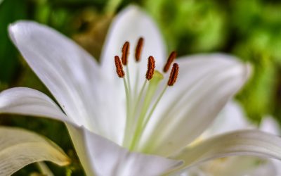 Conociendo flores: azucena