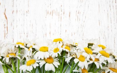 Margaritas: tipos, cuidados, duración y significado