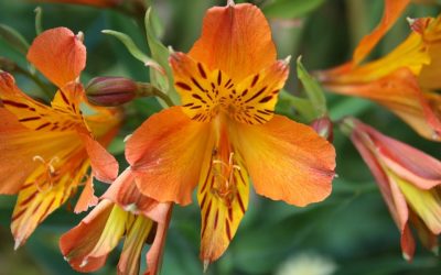 Conociendo flores: alstroemeria