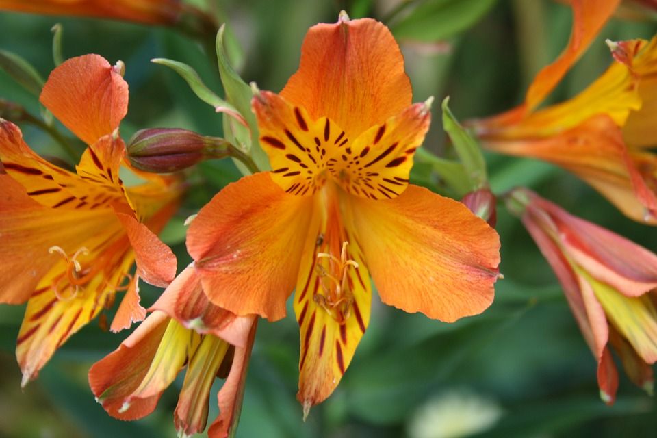 alstroemeria