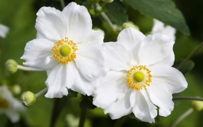 Qué significan las flores blancas para difuntos