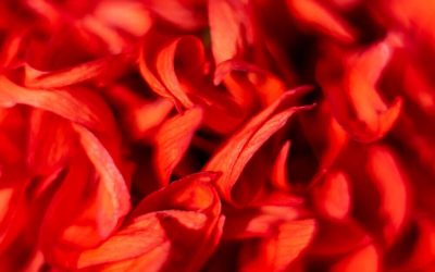 Qué simboliza un ramo de flores rojas