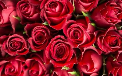 Cuál es el significado de un ramo de rosas rojas