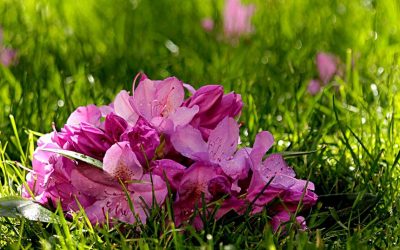 ¿Por qué se envían flores al cementerio?