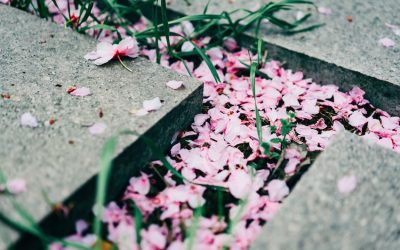 Velatorio, qué es y cómo comportarse